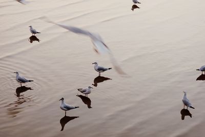 High angle view of seagulls flying over land