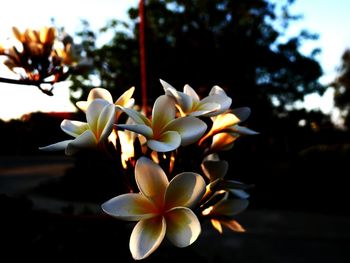 Close-up of frangipani blooming on tree