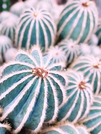 Full frame shot of fresh green plant