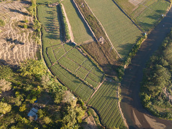 High angle view of agricultural field