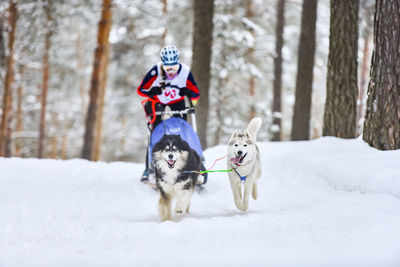 View of a dog on snow covered land