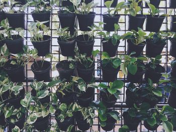 Full frame shot of potted plants in shop