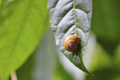 Close-up of snail on leaf