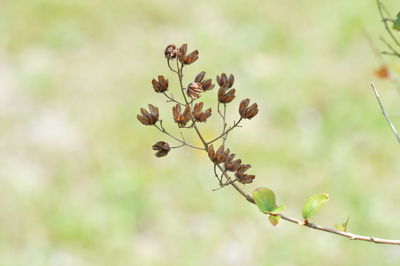 Close-up of plant