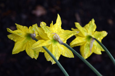 Close-up of yellow flowers