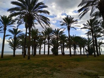 Palm trees on field against sky