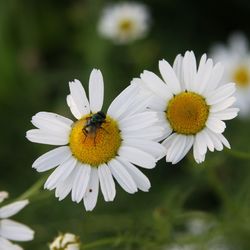 Close-up of daisy flower