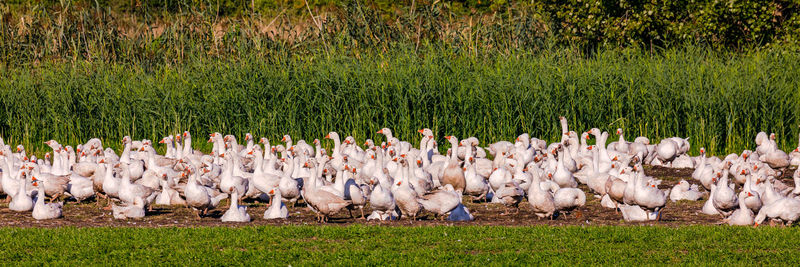 Panorama of a flock of geese in a field form a breed in the wild