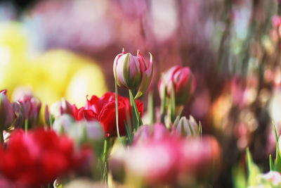 Close-up of red tulip flowers