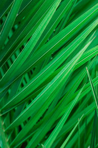 Full frame shot of green leaves