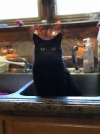 Close-up portrait of black cat