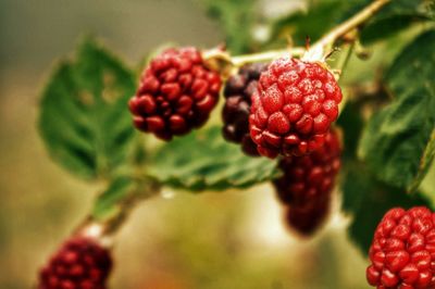 Close-up of red berries on tree
