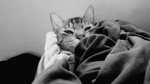 Portrait of cat covered with blanket