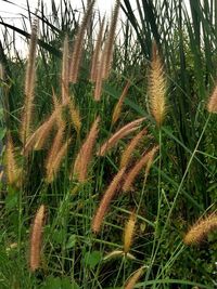 Close-up of grass growing on field