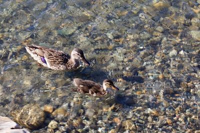 High angle view of mallard duck swimming in lake