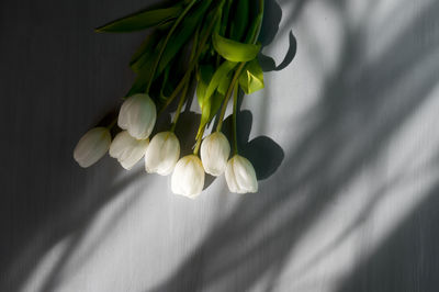 Close-up of white flowering plant