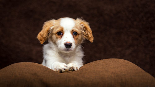 Close-up portrait of golden retriever