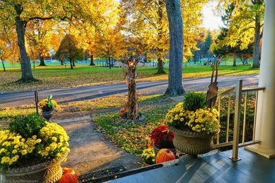 Yellow flowers in park