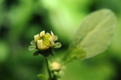 Close-up of flowering plant