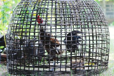 View of birds in cage