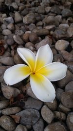 Close-up of yellow crocus