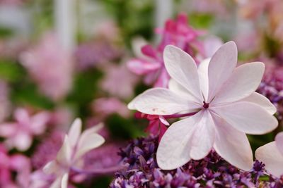 Close-up of fresh pink flowers blooming outdoors