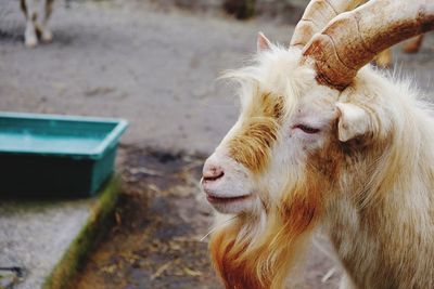 Close-up of goat looking away while standing outdoors