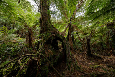 Trees in forest