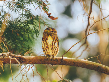Low angle view of bird perching on branch