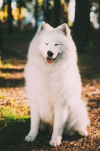 White dog looking away on land