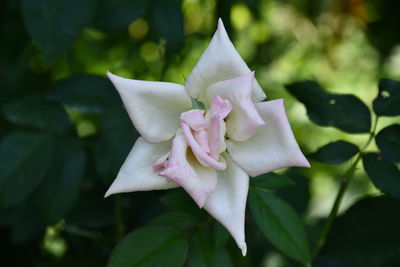 Close-up of rose flower