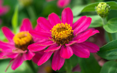 Close-up of pink flower