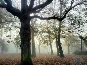 Silhouette of trees in foggy weather