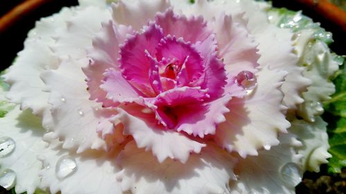 Close-up of pink flowers in water