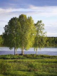 Trees by lake against sky