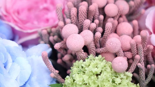 Close-up of pink roses on plant