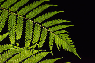 Close-up of fern leaves against black background