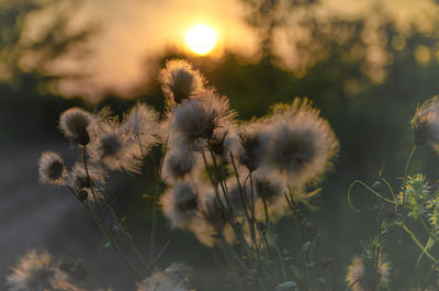 Close-up of dandelion growing on field against sky during sunset