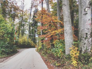 Road amidst trees in forest during autumn