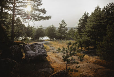 Scenic view of forest against sky