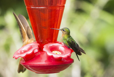 Close-up of red bird perching on feeder