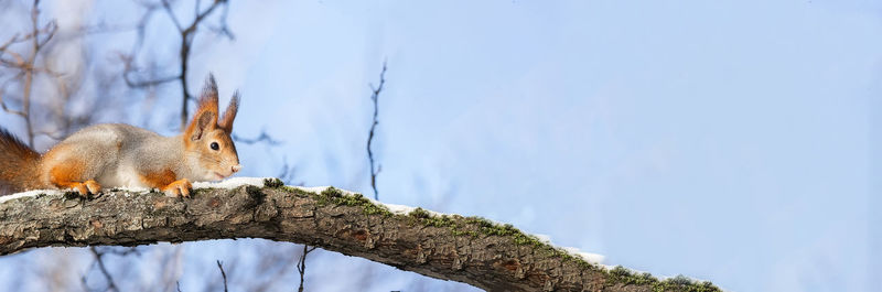 Close-up of squirrel on tree trunk