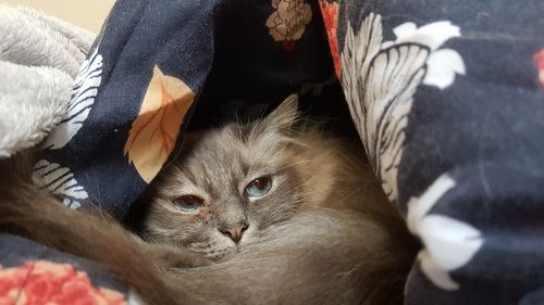 Portrait of kitten on bed at home