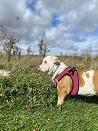 English bulldog looking away on field blue sky clouds