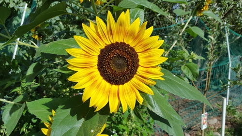 Close-up of yellow sunflower on plant
