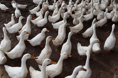 High angle view of white swans