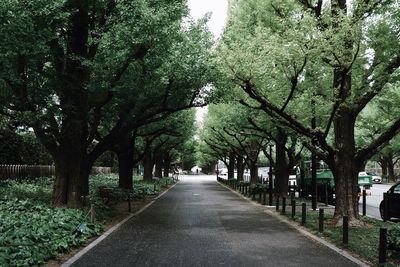 Trees in park against sky