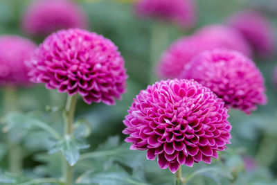 Close-up of pink flowering plant in park