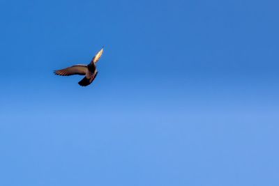 Low angle view of seagull flying in sky