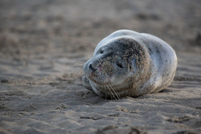 High angle view of a seal on beach